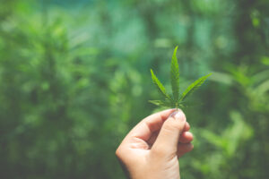 Read more about the article 5 παρανοήσεις σχετικά με την CBD κανναβιδιόλη
