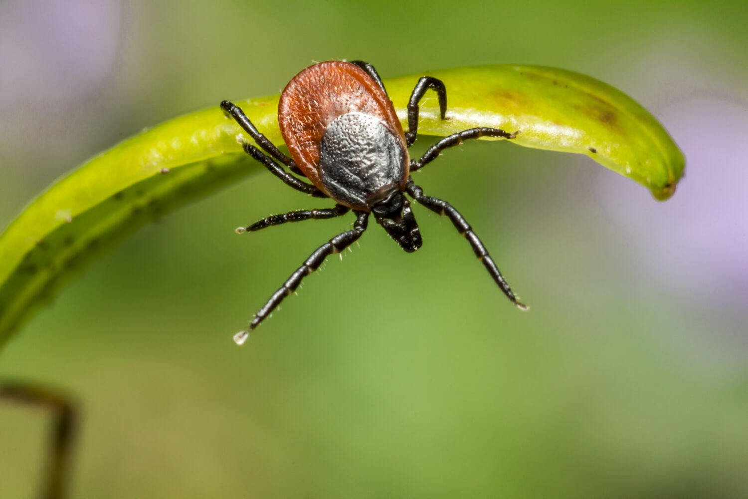 Read more about the article Κάνναβη και Νόσος του Lyme